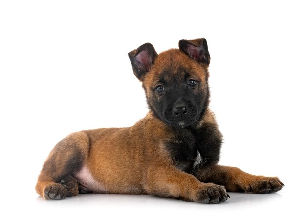 Puppy malinois and cat