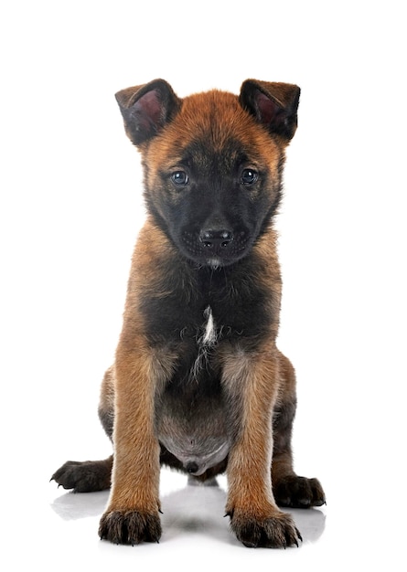 Puppy malinois and cat