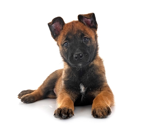 Puppy malinois and cat