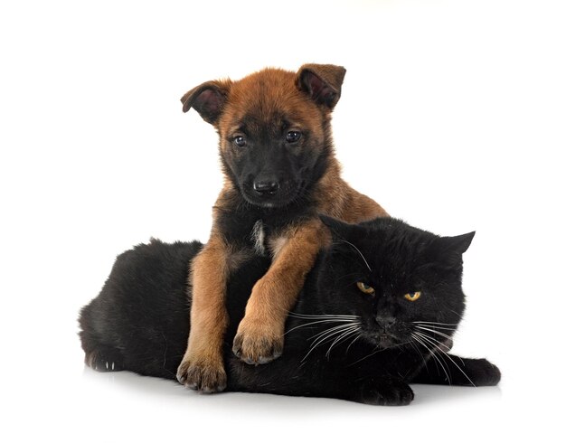 Puppy malinois and cat