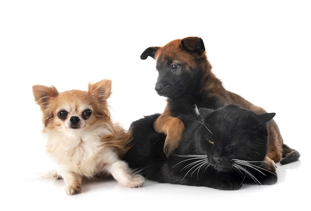 Puppy malinois chihuahua and cat