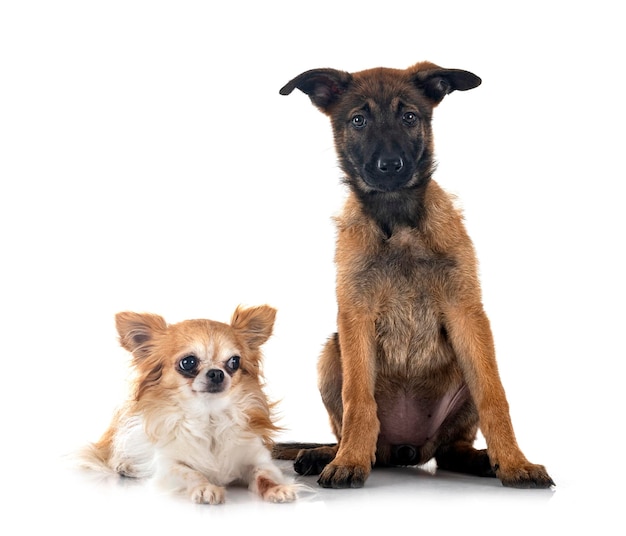 Puppy malinois and chihuahua