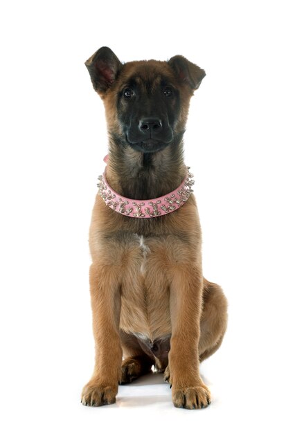 Puppy Malinois dog