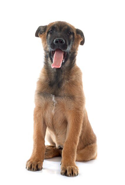 Puppy Malinois-hond