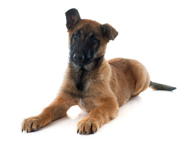 Puppy Malinois-hond