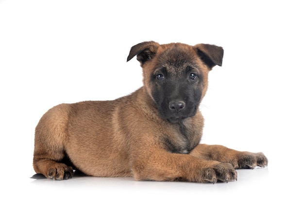 Puppy malinois in de studio