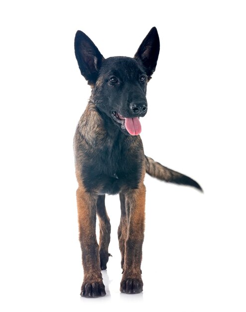 Puppy Malinois in de studio.