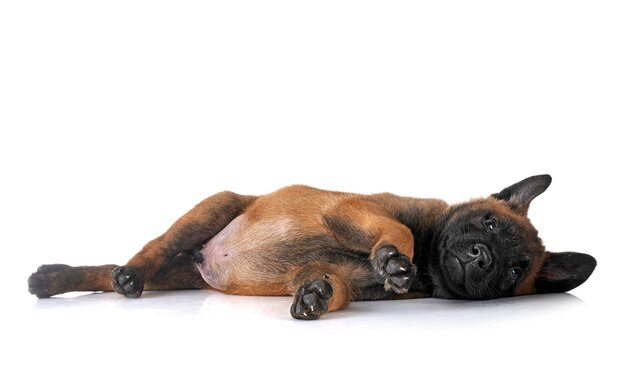 puppy malinois in studio