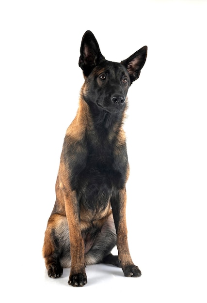 puppy malinois in studio