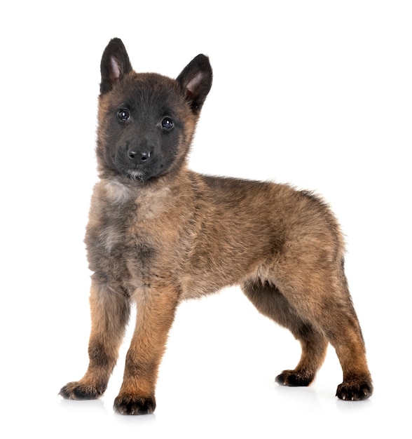 puppy malinois in studio