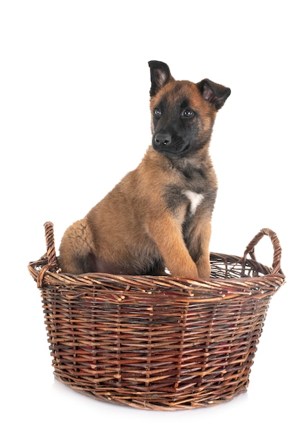 puppy malinois in studio