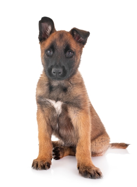 puppy malinois in studio