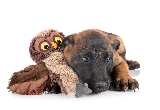 Puppy malinois isolated