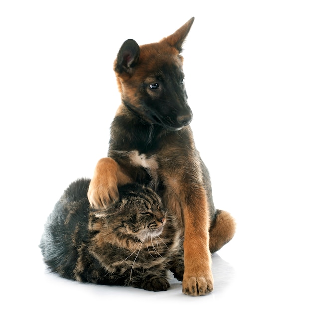 puppy malinois and maine coon