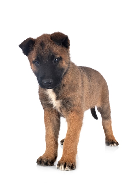 Puppy malinois in studio