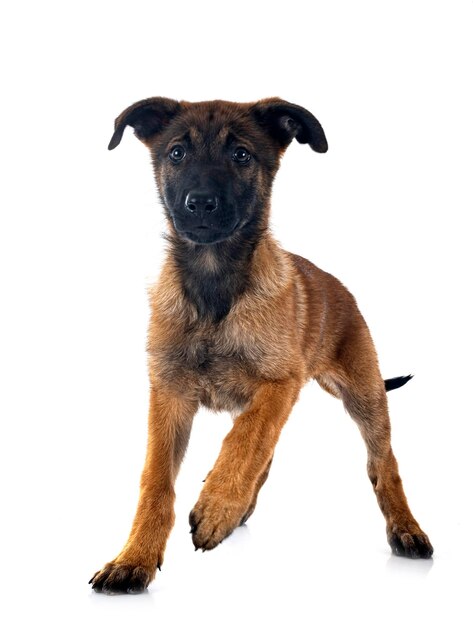 Puppy malinois in studio