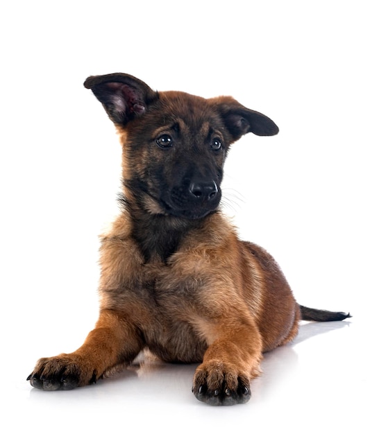 Puppy malinois in studio