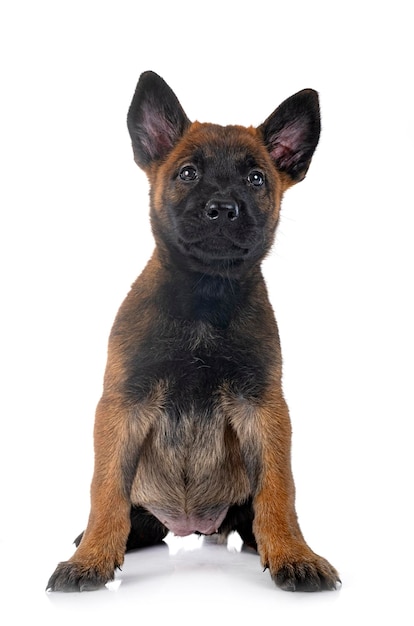 Puppy malinois in studio