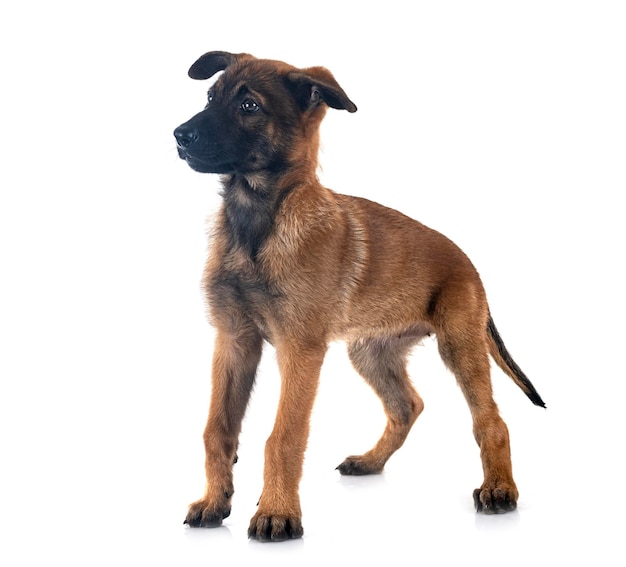 Puppy malinois in studio