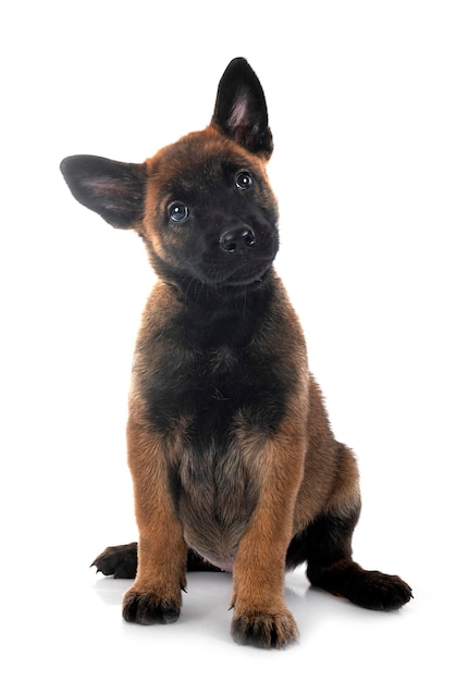 Puppy malinois in studio