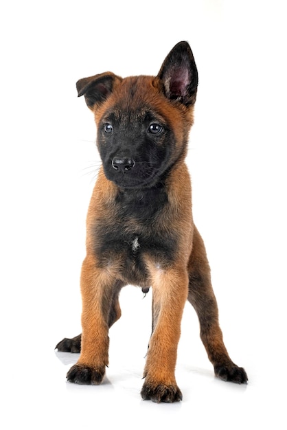 Puppy malinois in studio