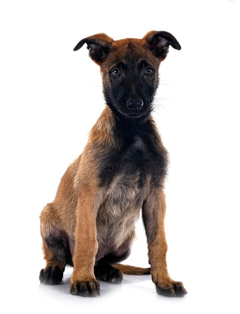 Puppy malinois in studio