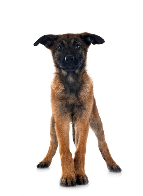 Puppy malinois in studio