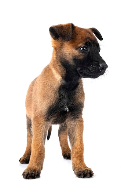 Photo puppy malinois in studio