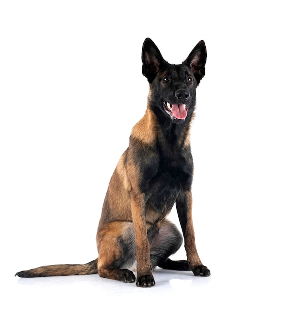 Puppy malinois in studio