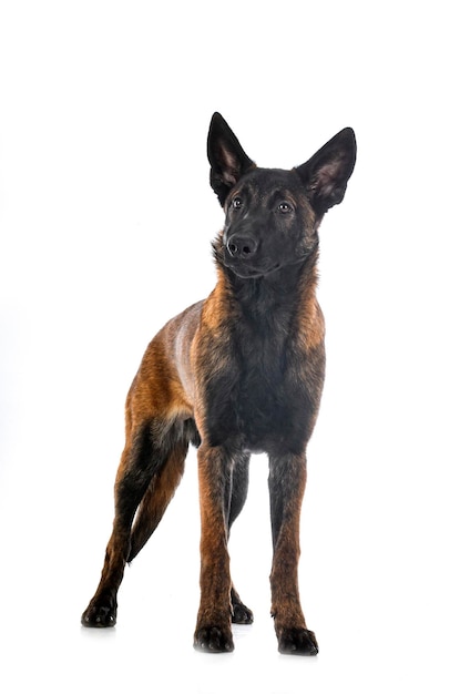 Puppy malinois in studio