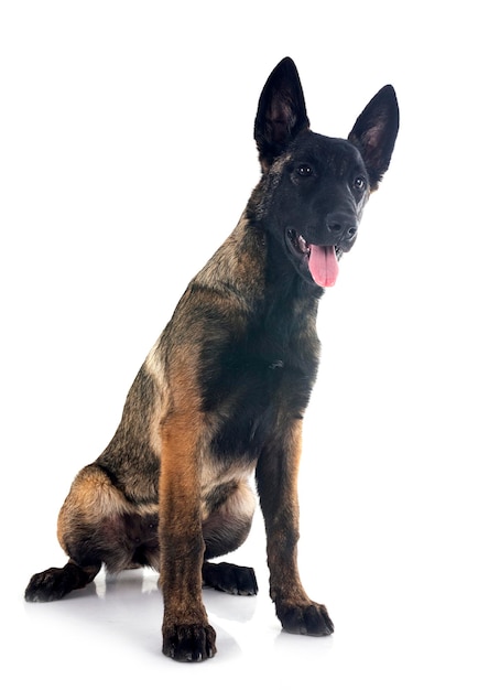 puppy malinois in studio