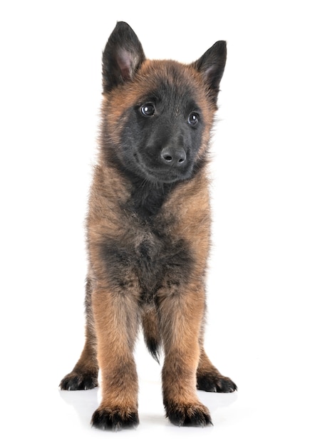 puppy malinois in studio