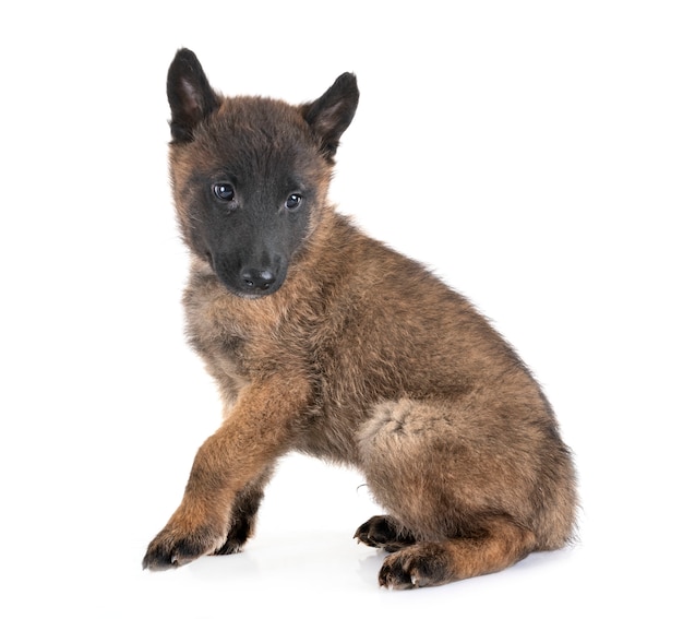 스튜디오에서 강아지 malinois