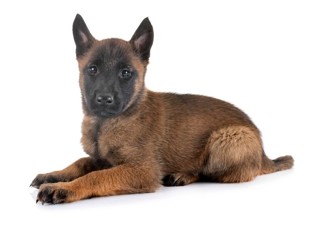 puppy malinois in studio