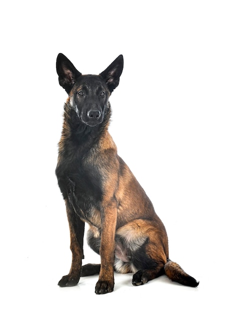 Cucciolo di malinois e donna