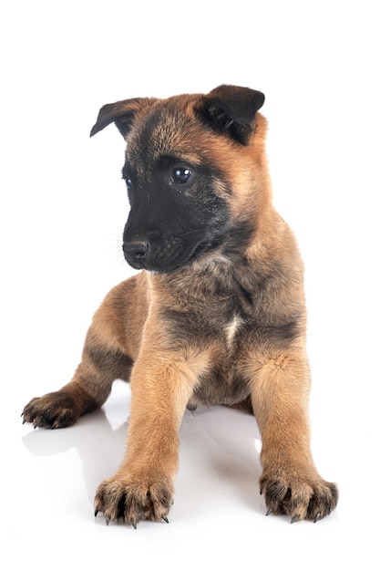 Puppy malinois 