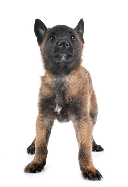 puppy malinois