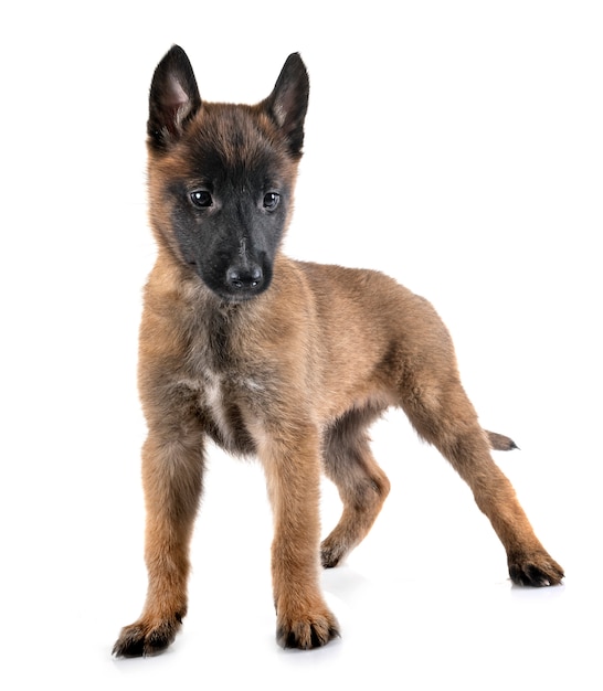 puppy malinois