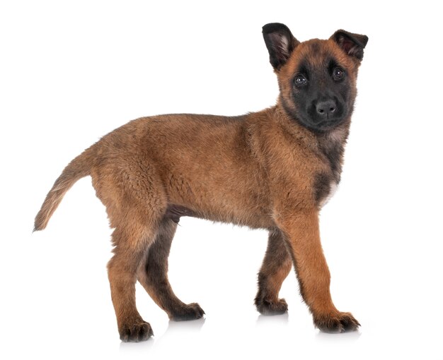 Puppy malinois 