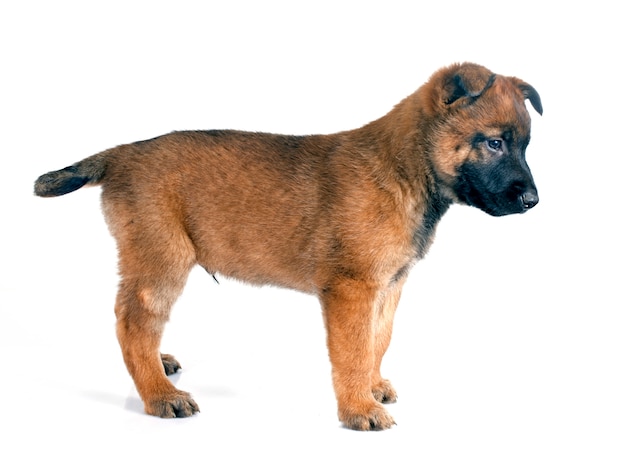 Cucciolo di malinois