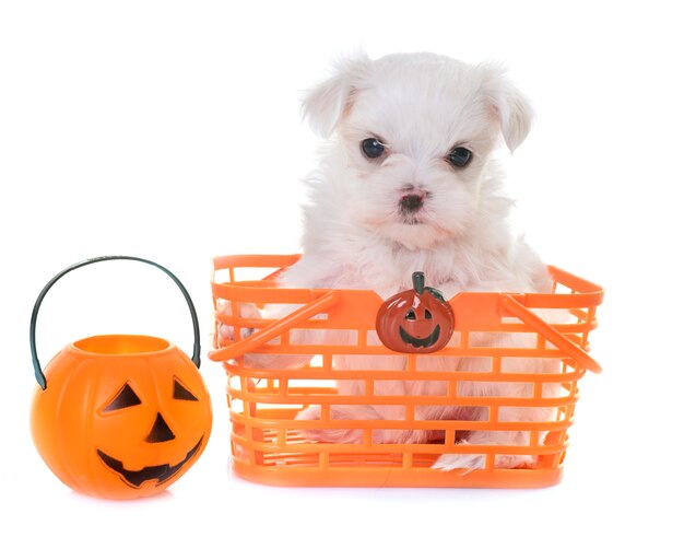 Photo puppy maltese dog