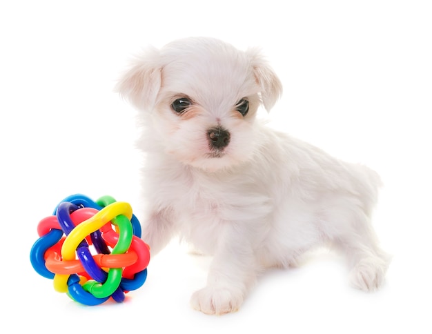 puppy Maltese hond