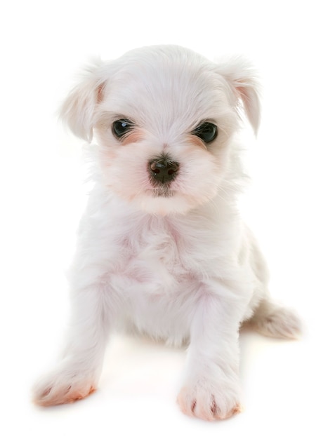 puppy Maltese hond