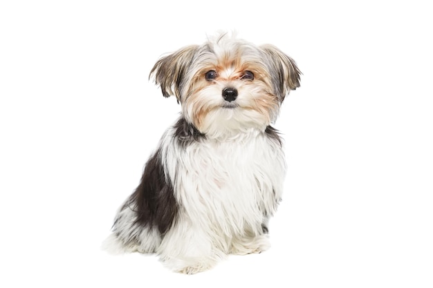 Puppy Maltese lapdog isolated on white background