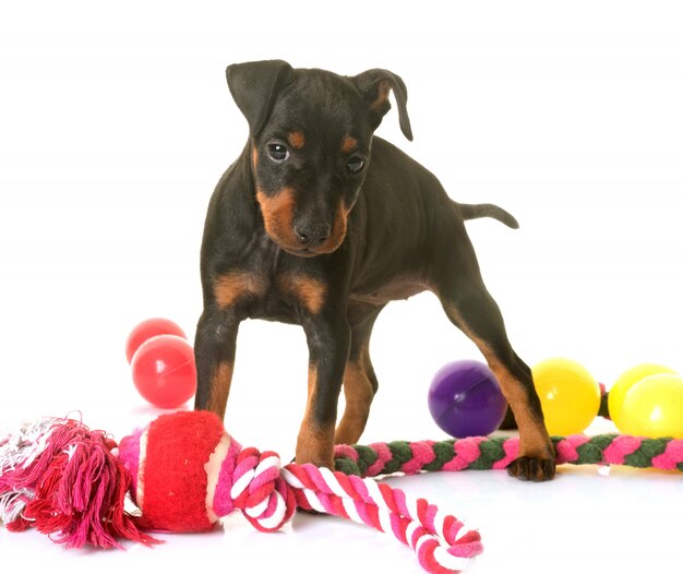 puppy manchester terrier