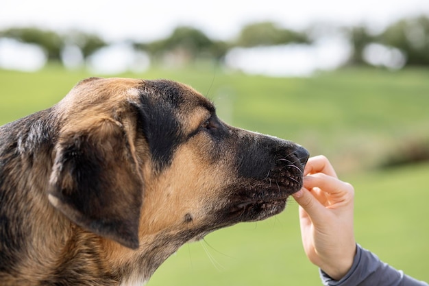 子犬マスティフ スペイン語トレーニング賞を受賞