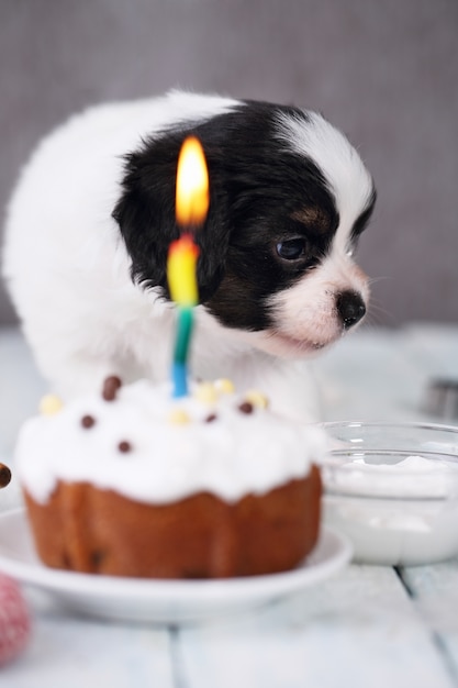 Puppy met een feestelijke cupcake