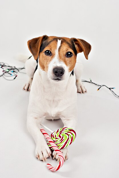 Puppy met kleurrijke kerst snoep stokken en lollipop