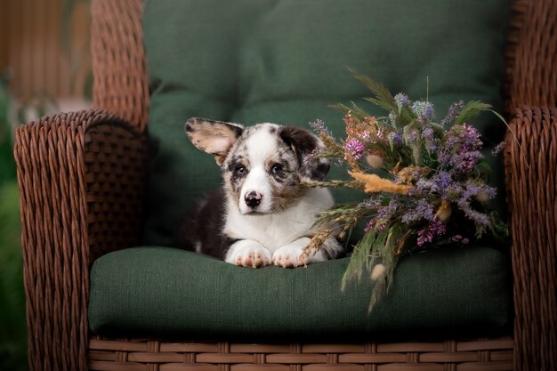 Puppy met lager boeket Welsh Corgi Pembroke Puppy