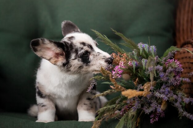 Puppy met lager boeket Welsh Corgi Pembroke Puppy